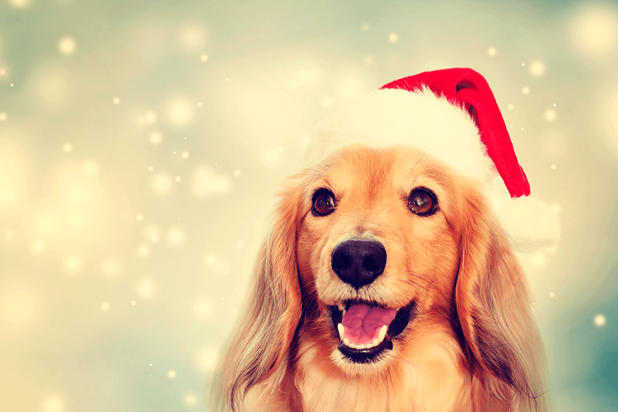 Santa Paws Pet Photos Every Tuesday