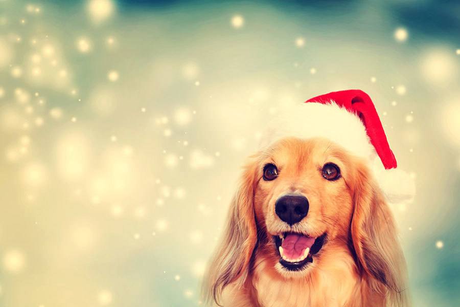 Santa Paws Pet Photos